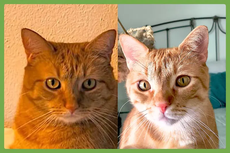Cheech and Chong, adult male cats up for adoption