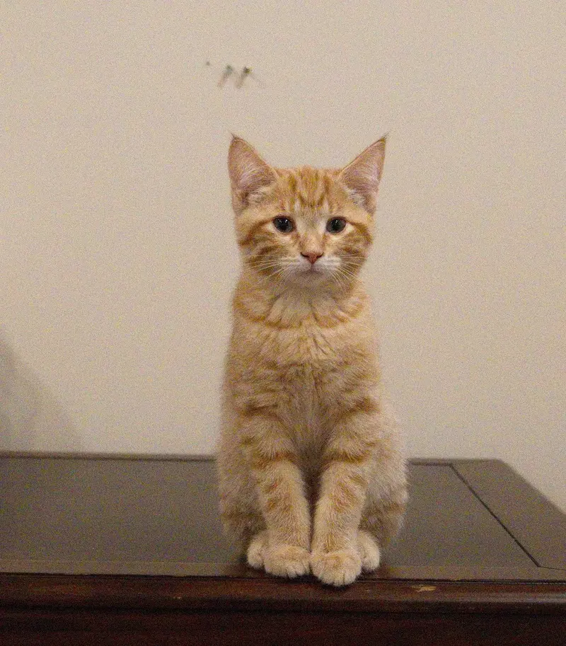 Thomas, photo 3
