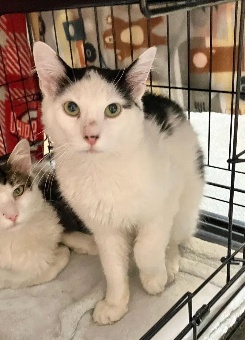 Tulio, an adult male cat up for adoption