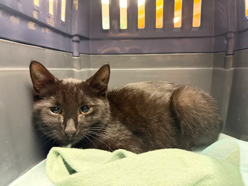 Reggie, a male kitten up for adoption