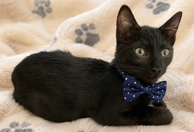 Jeremy, a male kitten up for adoption