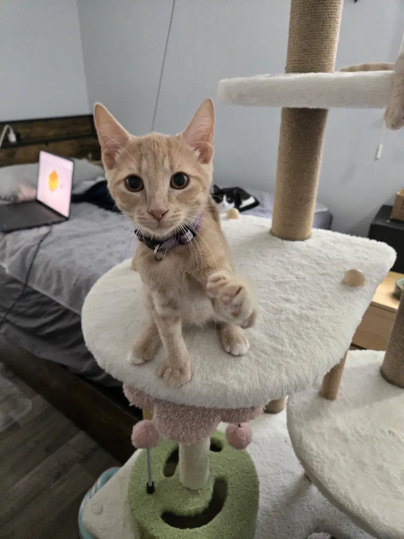 Legend, a male kitten up for adoption