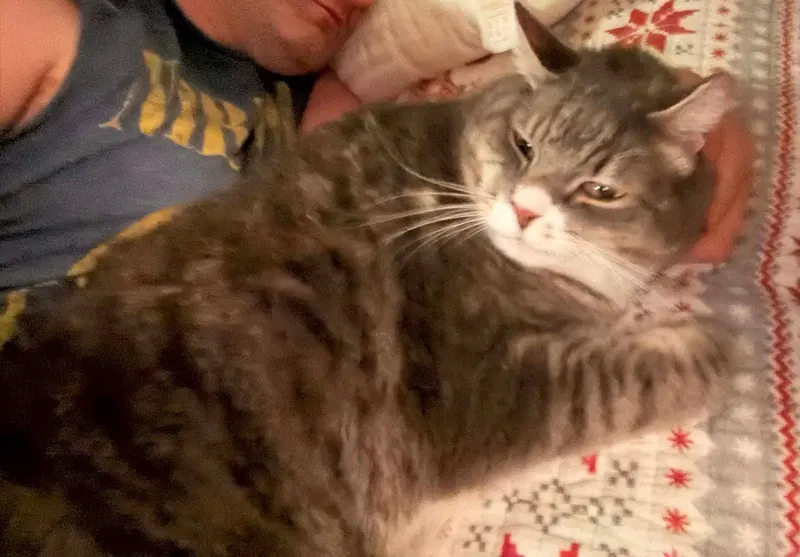 Peter, an adult male cat up for adoption