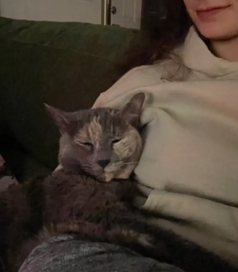Muffin, photo 3