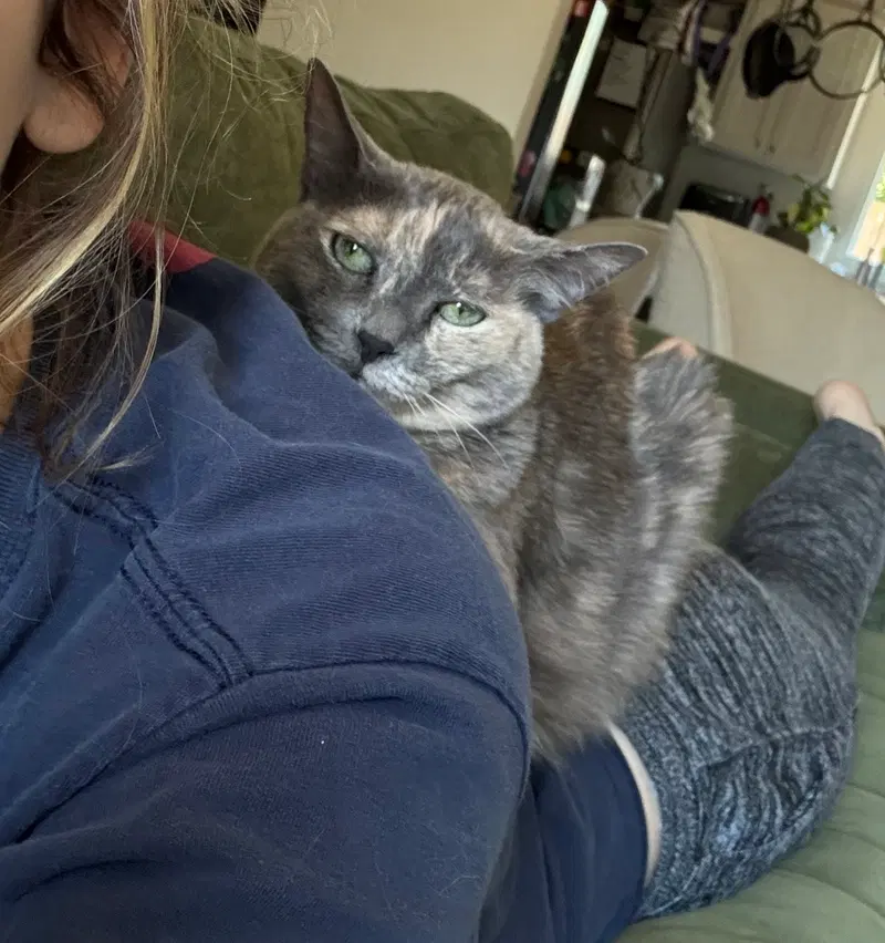 Muffin, photo 7