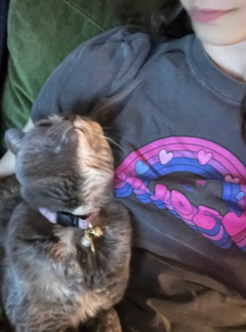 Muffin, photo 8