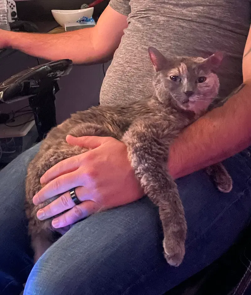 Muffin, photo 9