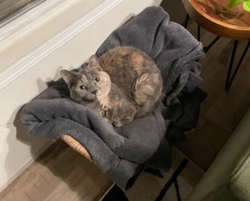 Muffin, photo 5