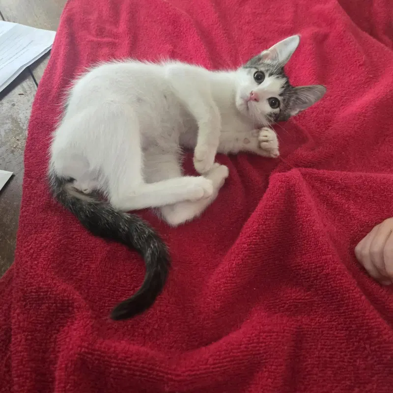 Obi-Wan-Kenobi, a male kitten up for adoption