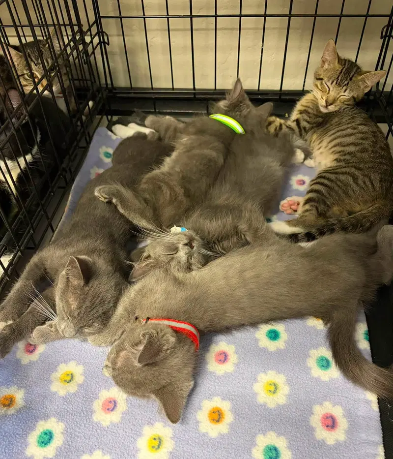 Storm, a male Tabby kitten up for adoption