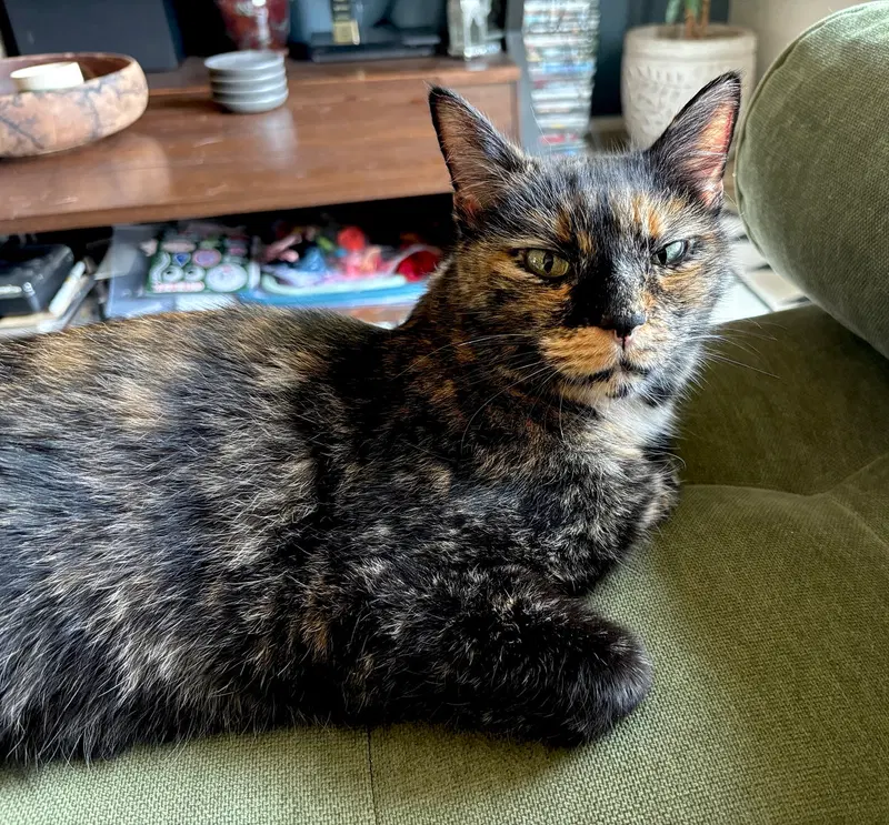 Adeline, photo 2