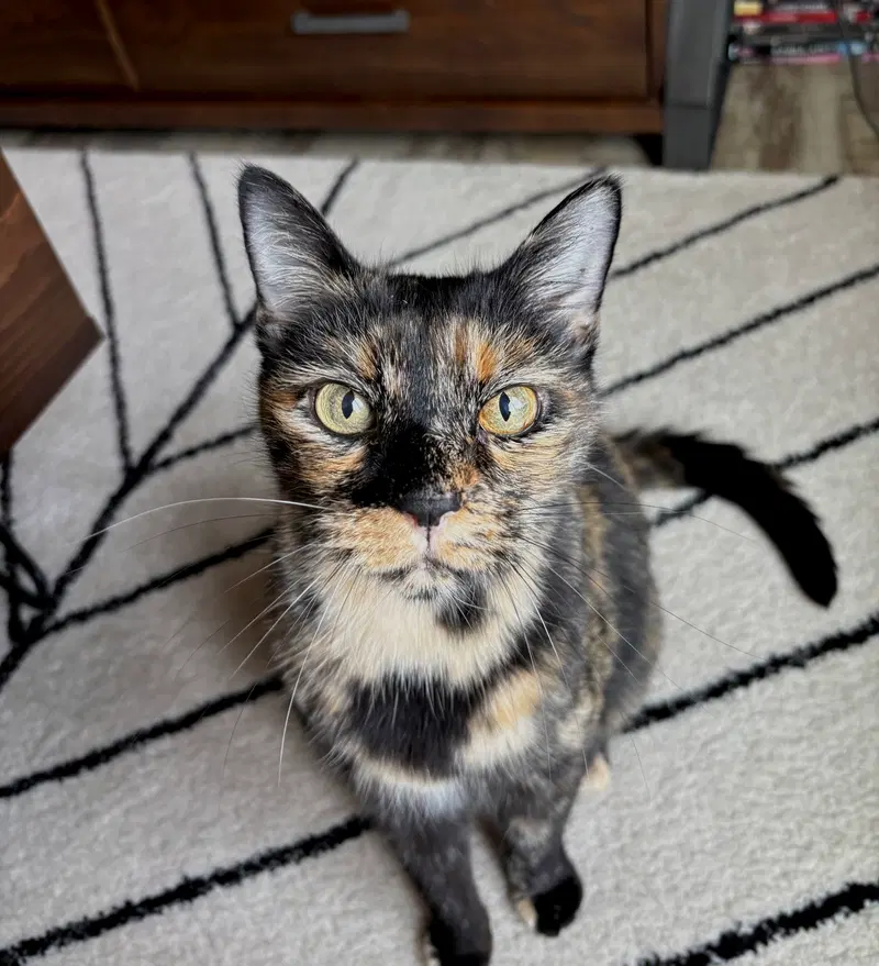 Adeline, photo 7