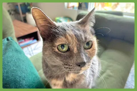 Watch the video of Muffin