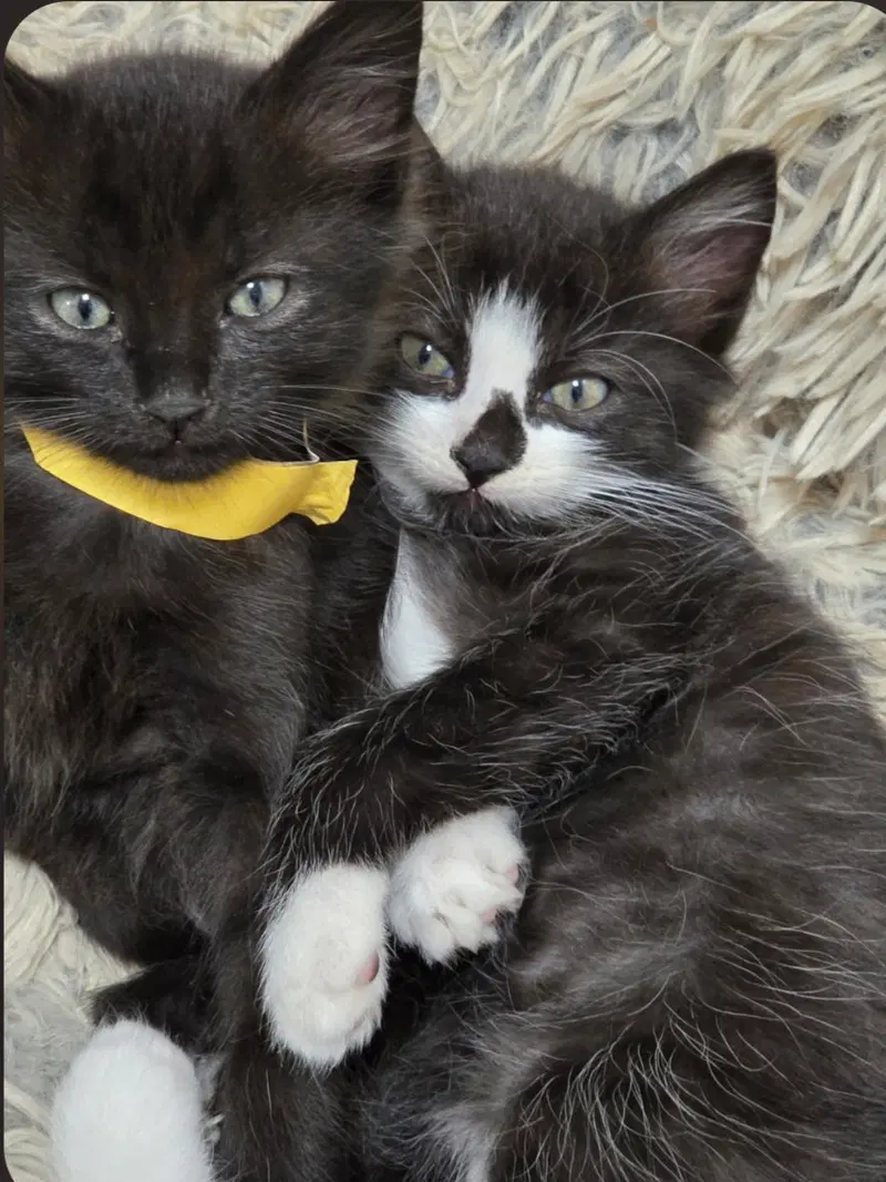 Mittens, photo 3