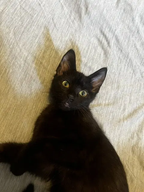 Pepita, photo 3
