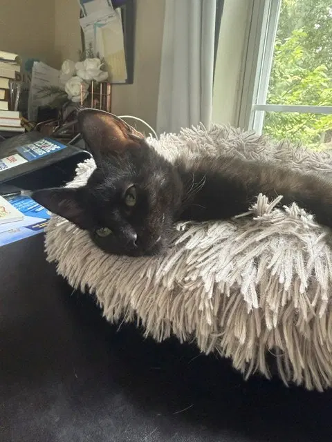 Pepita, photo 4