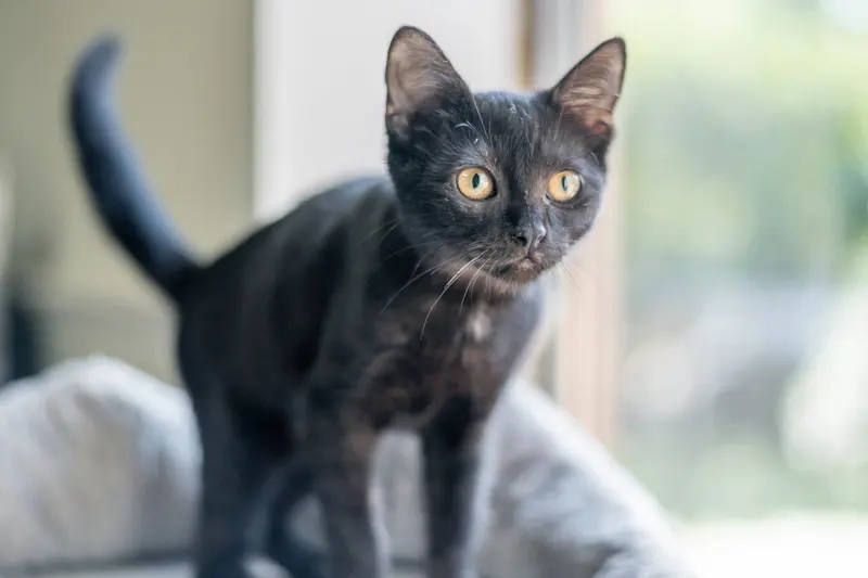 Blair, a female kitten up for adoption