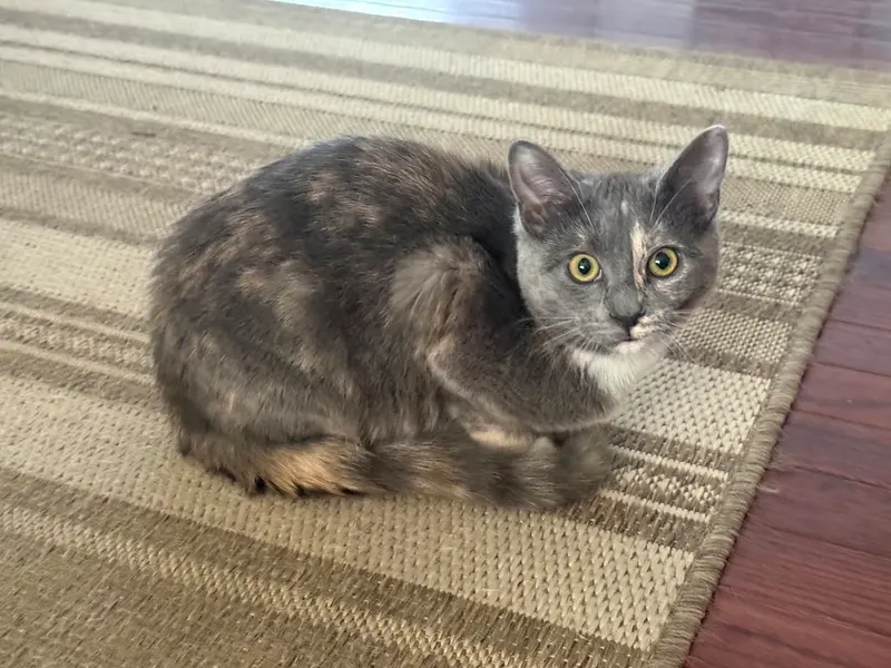 Muffin, a female Dilute Calico kitten up for adoption