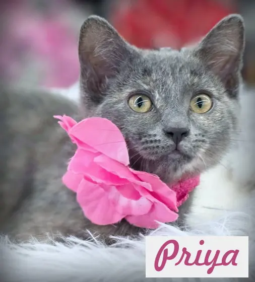 Priya, a female kitten up for adoption