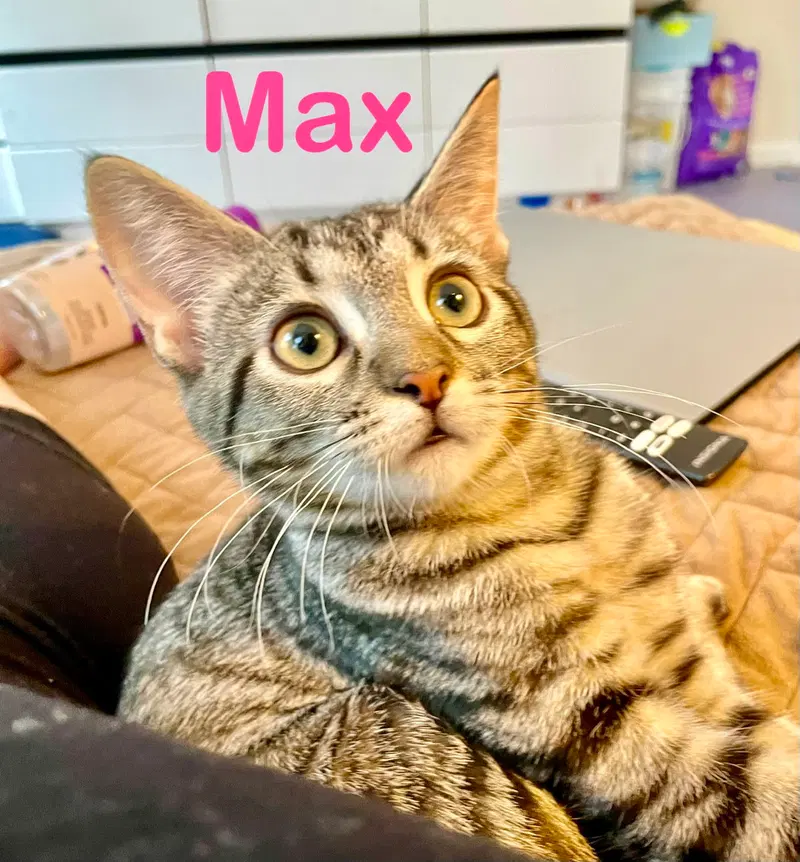 Max, photo 3