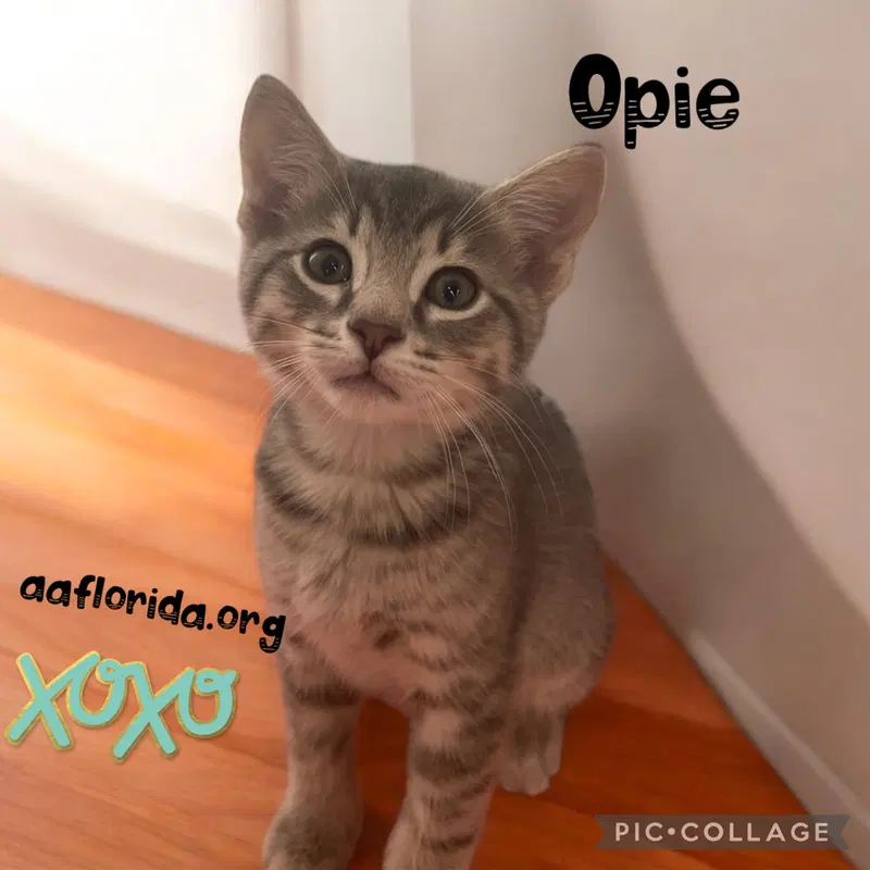 Opie, photo 2