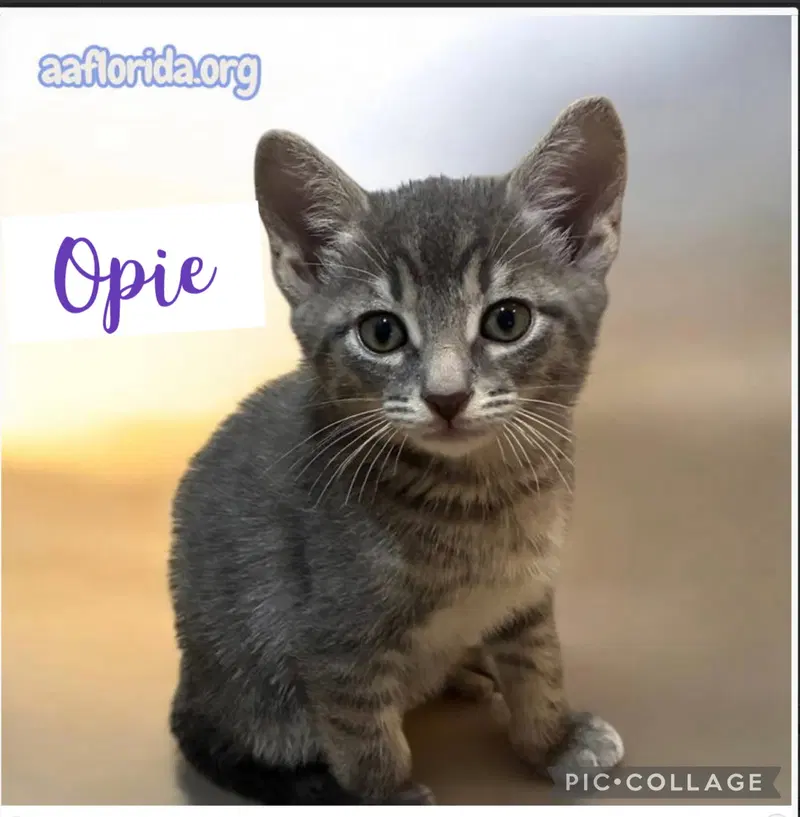 Opie, photo 3