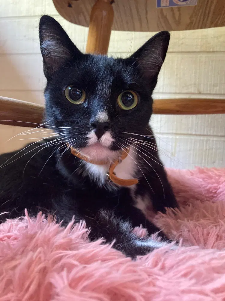 Juno, a young female cat up for adoption
