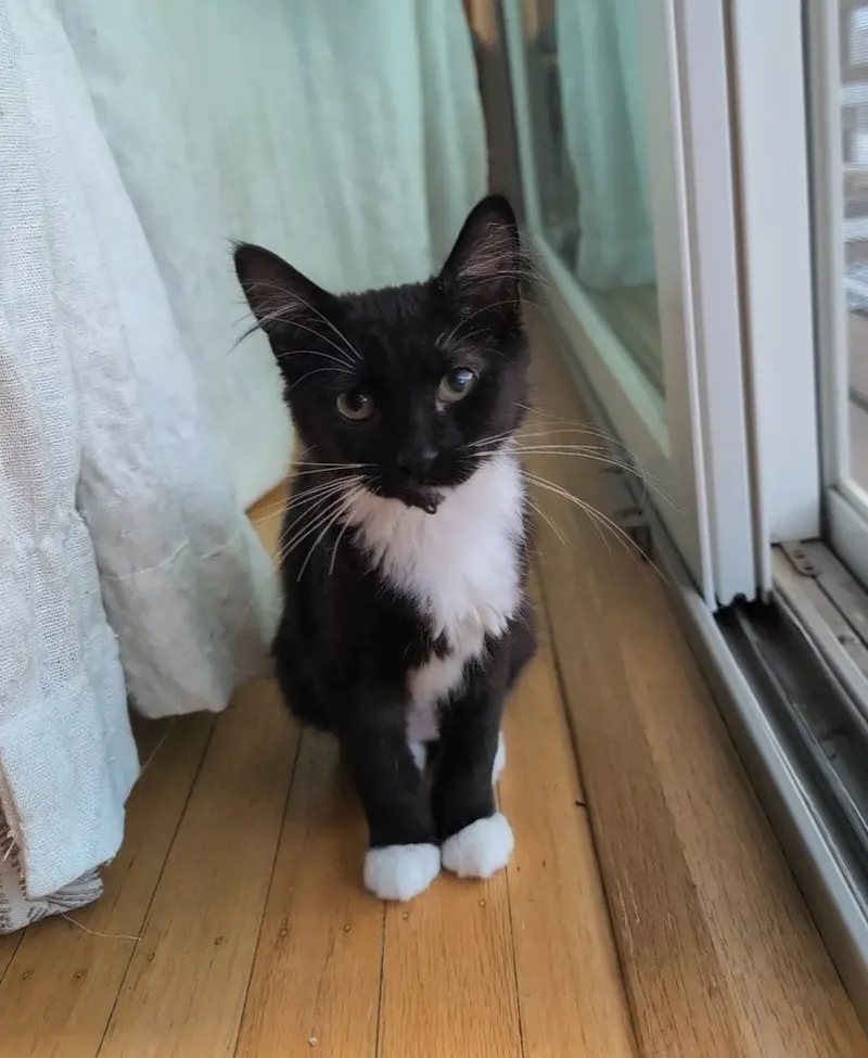 Cece, a young female cat up for adoption