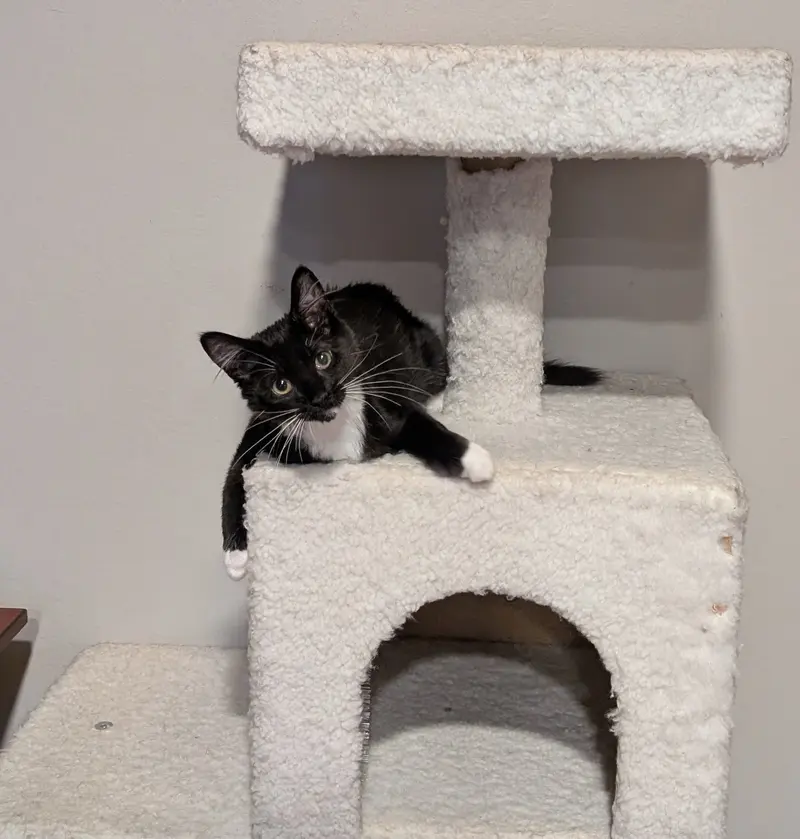 Cece, photo 2