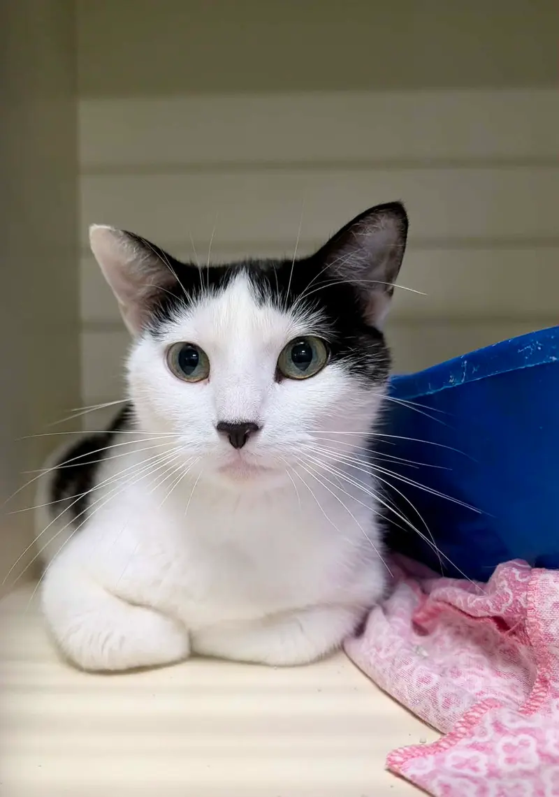 Verna, a young female cat up for adoption