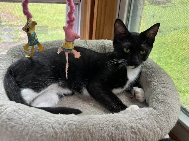 Fiddle, photo 2