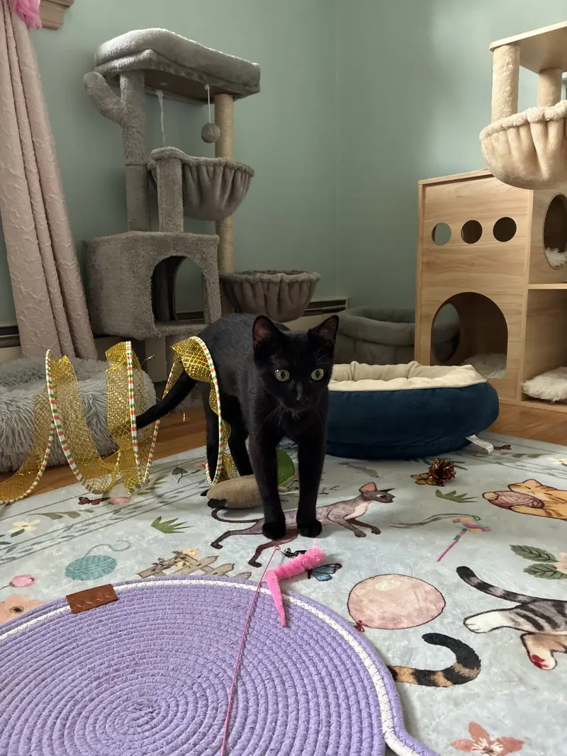 Raven, a young female cat up for adoption