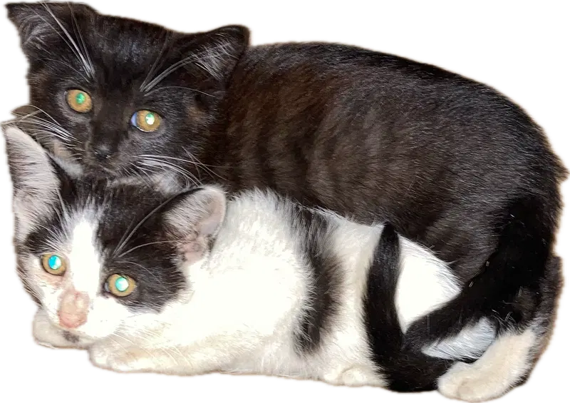 Wilson kids bonded in pairs, a young male cat up for adoption