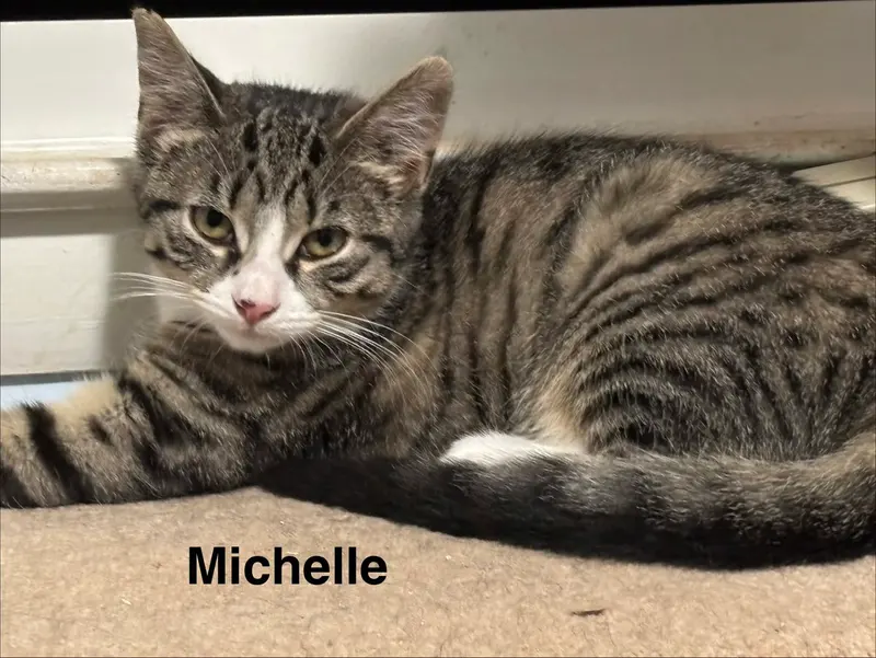 Michelle, a female kitten up for adoption