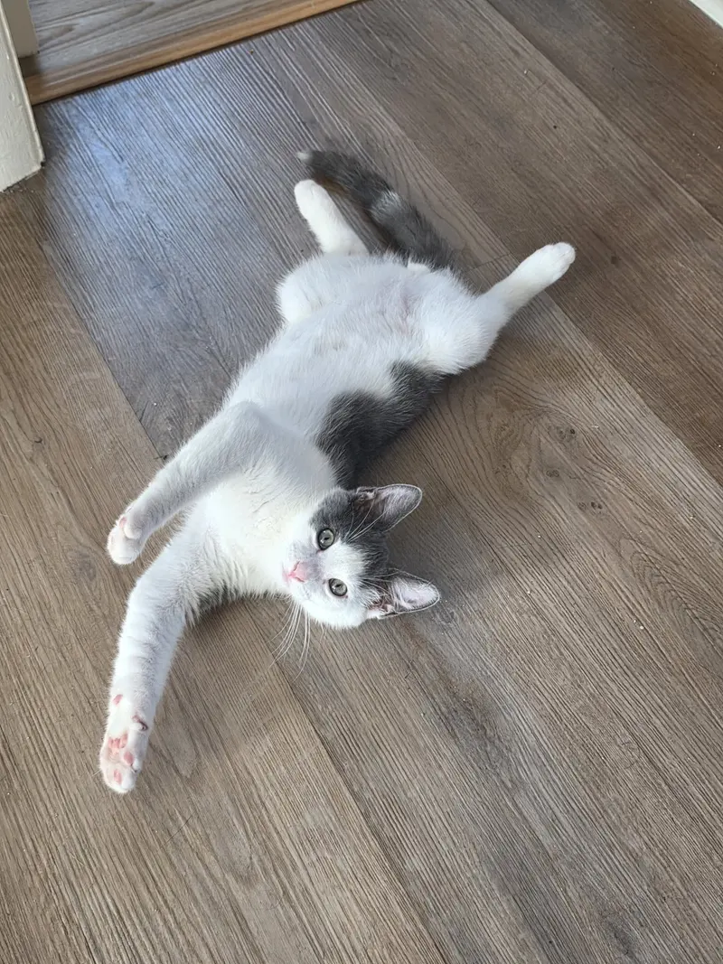Quincy Jones, a male kitten up for adoption