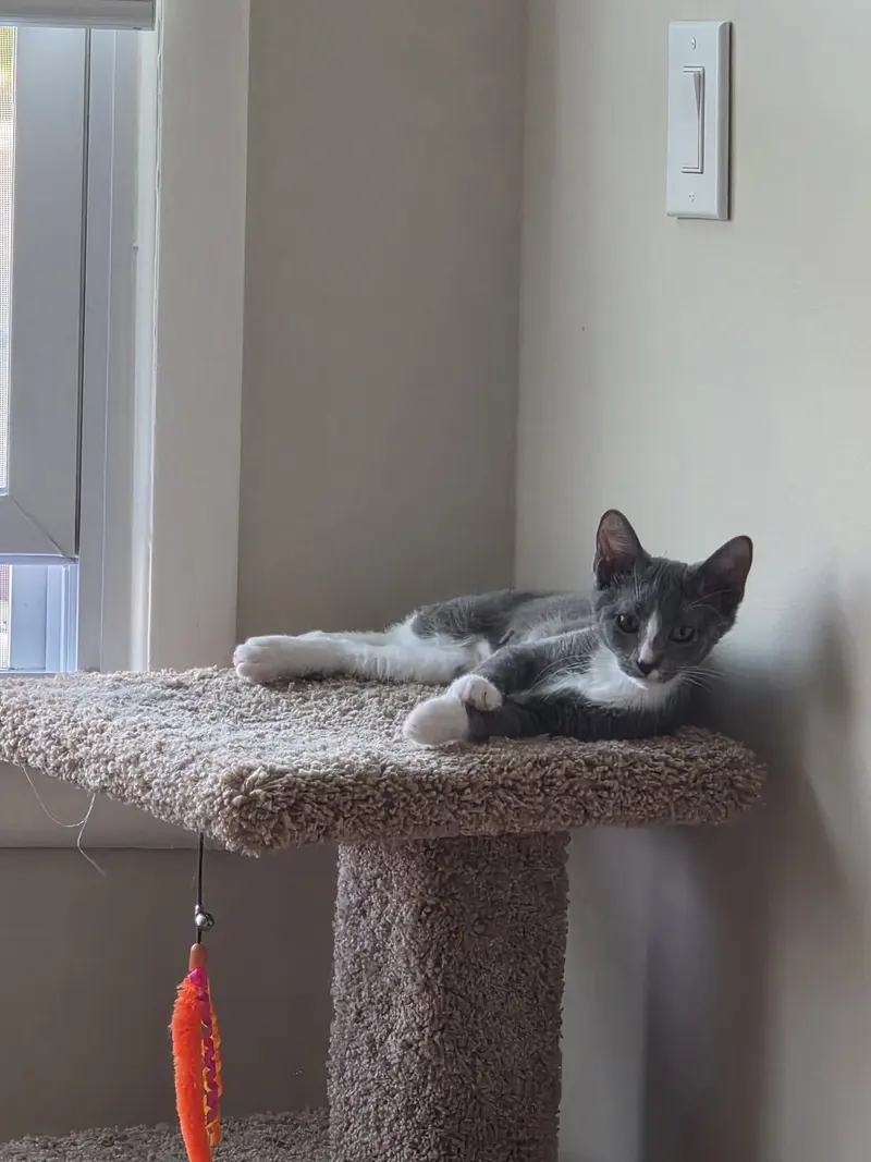 Billie Jean, a female kitten up for adoption