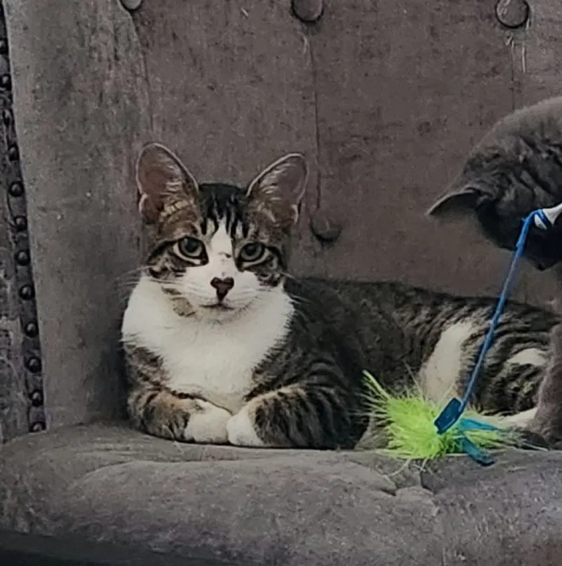 Jasmine, Willow Grove Area,, a female kitten up for adoption