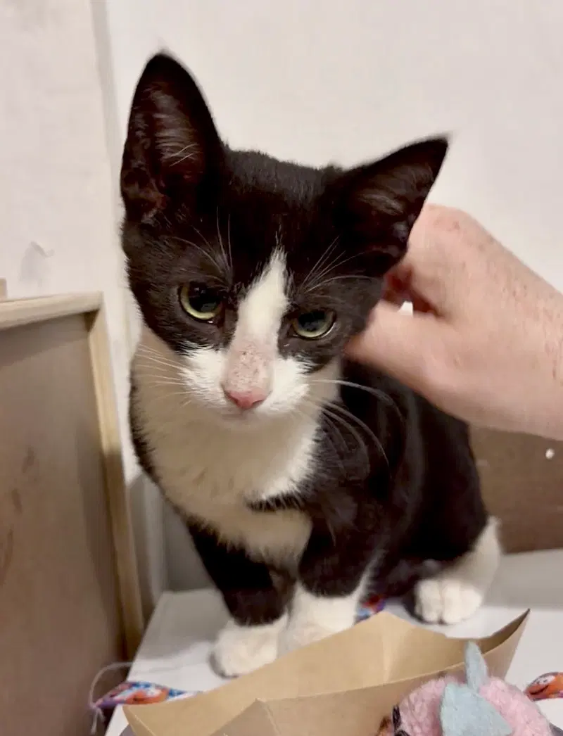 Fun Guy, a male Tuxedo kitten up for adoption