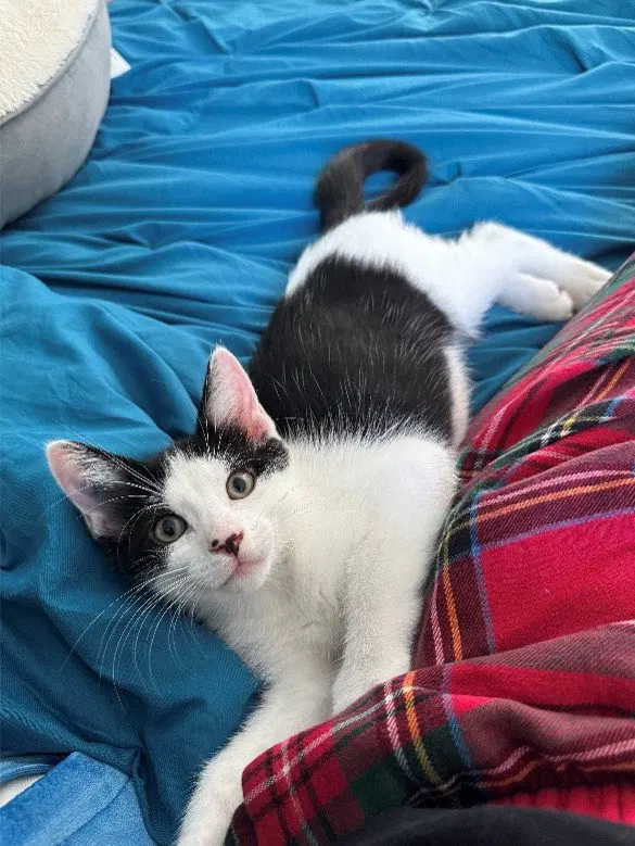 Goose, Willow Grove Area,, a male kitten up for adoption