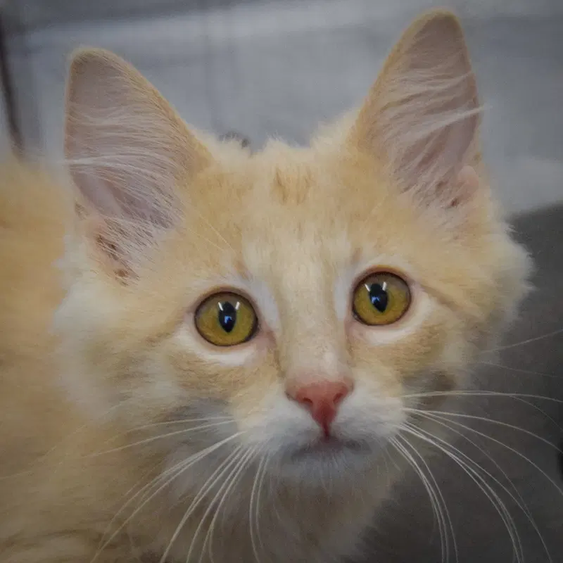 Stew, a male Tabby kitten up for adoption