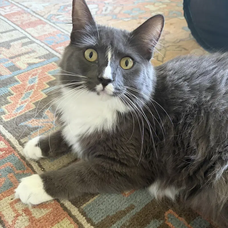 Athena, a young female cat up for adoption