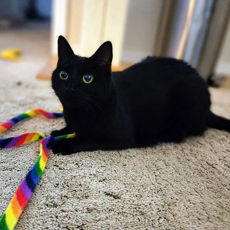 Ebony, photo 9