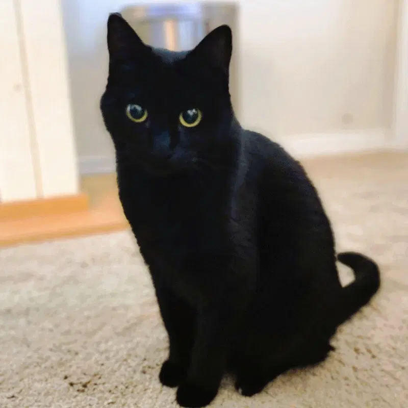 Ebony, photo 8