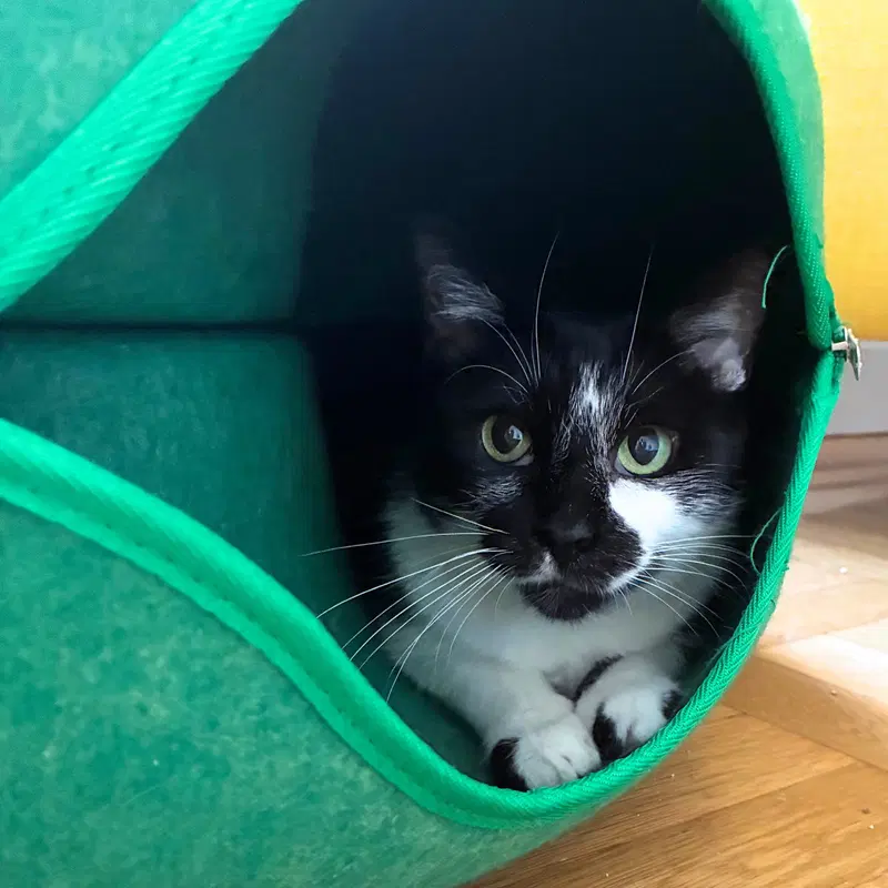 Noni, an adult female cat up for adoption