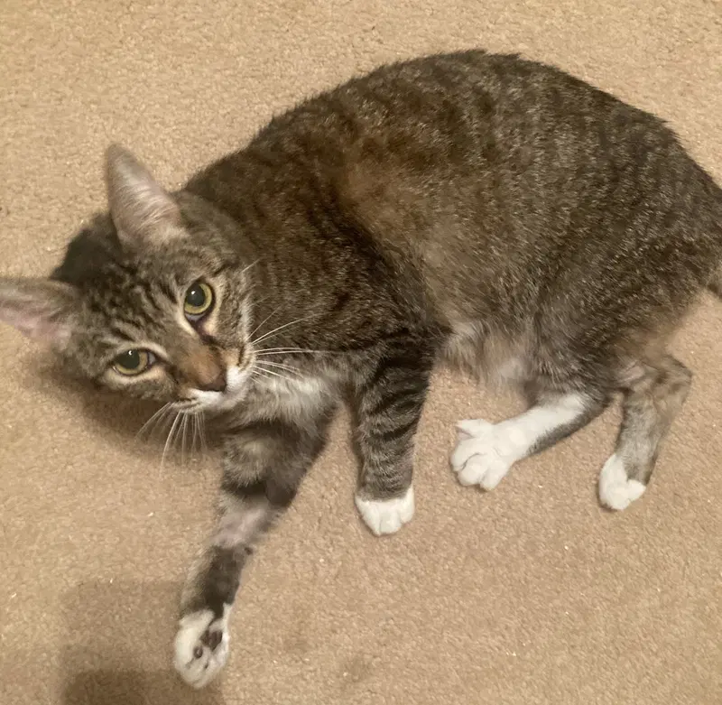 Dixie a Senior, a senior female Tabby cat up for adoption