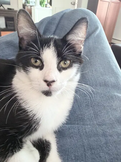 Watch the video of Oreo Cakester