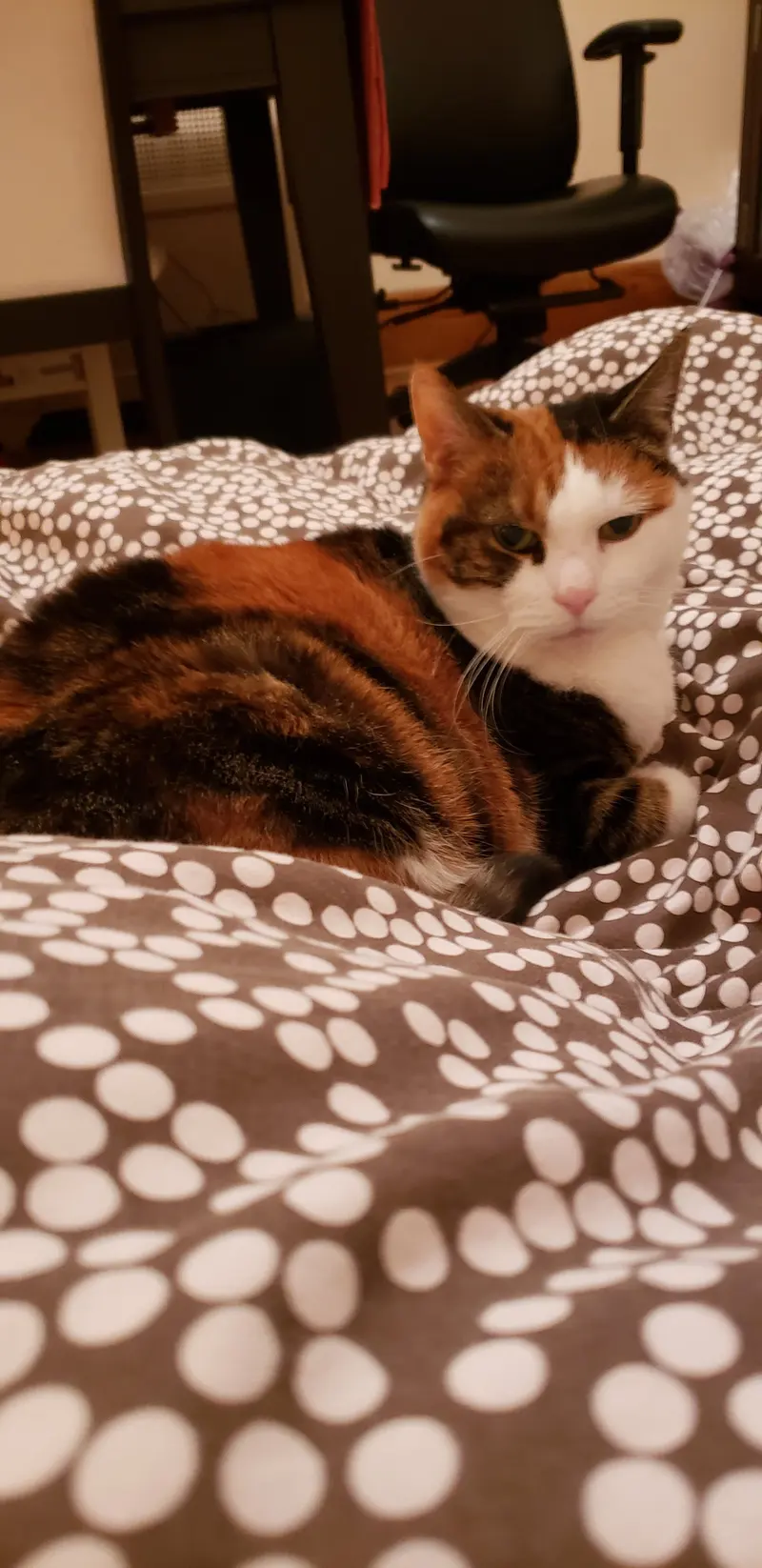 Minoushka, an adult female cat up for adoption