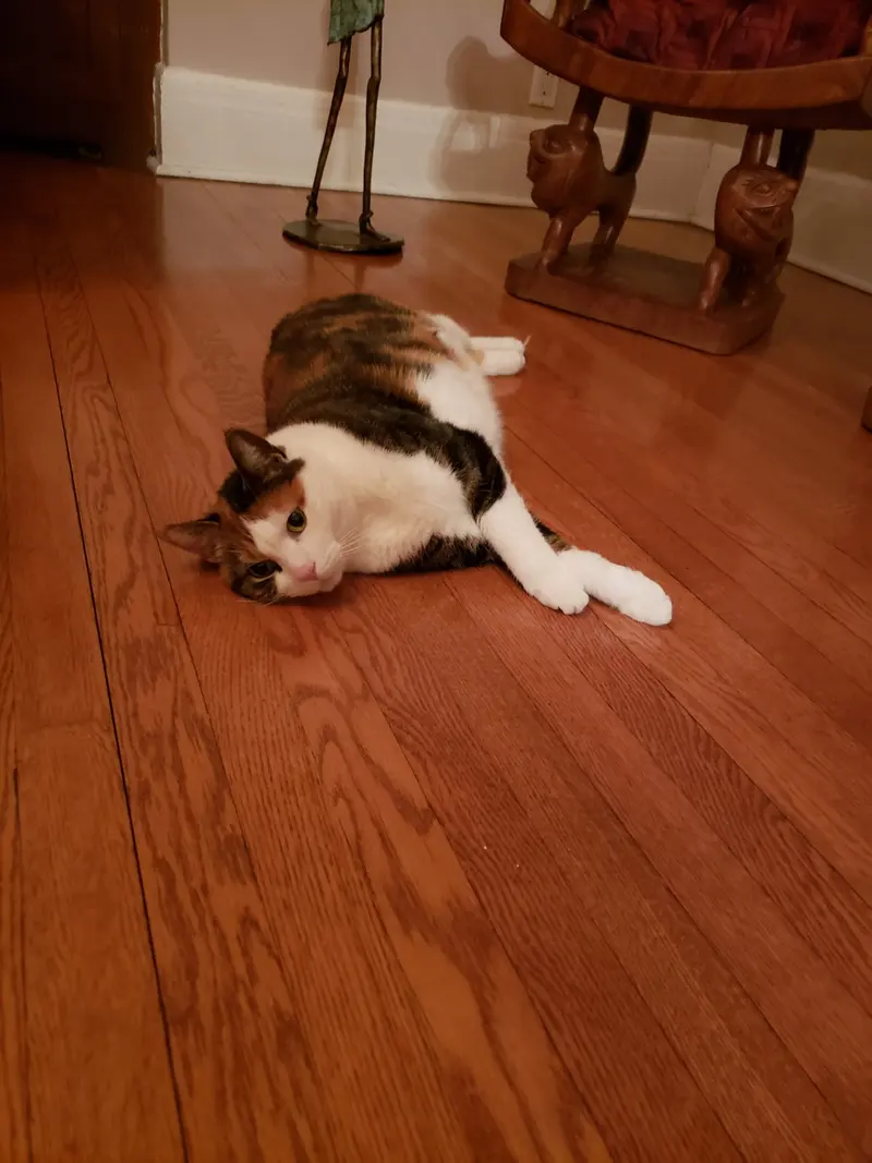 Minoushka, photo 2