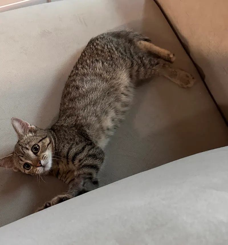 Snickers, photo 4