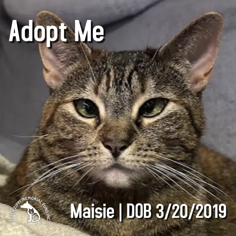 Maisie, an adult female Tabby cat up for adoption
